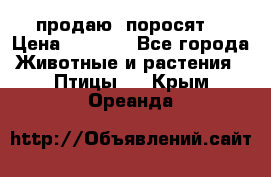 продаю  поросят  › Цена ­ 1 000 - Все города Животные и растения » Птицы   . Крым,Ореанда